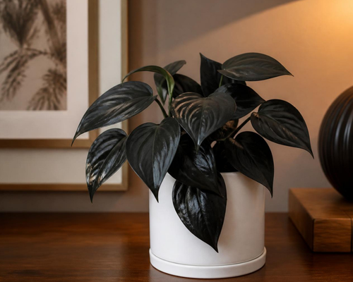 SBL - Money Plant Black